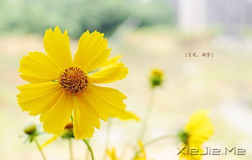 适当的放弃，是人生优雅的转身 (1)
