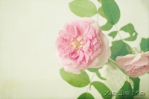 适当的放弃，是人生优雅的转身 (4)
